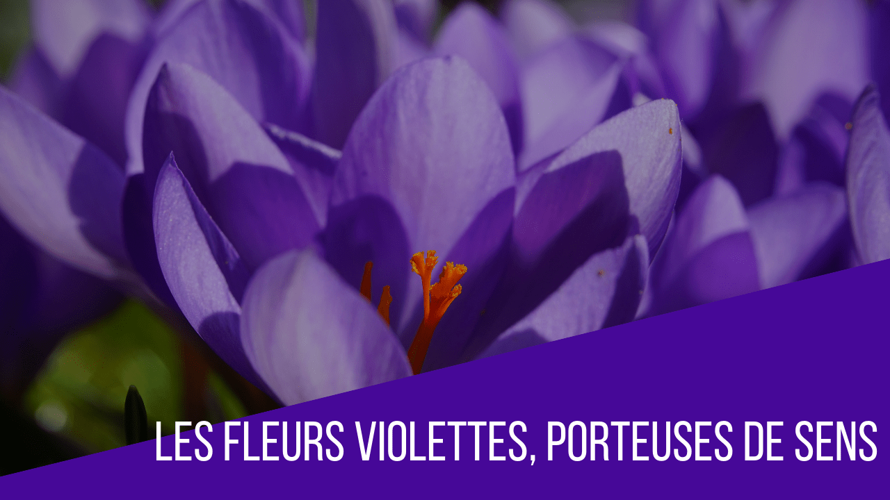 purple flowers title card