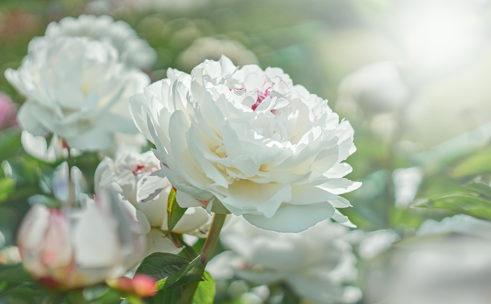 Fleurs blanches : leur signification et leur symbolisme : - Blog FloraQueen  FR