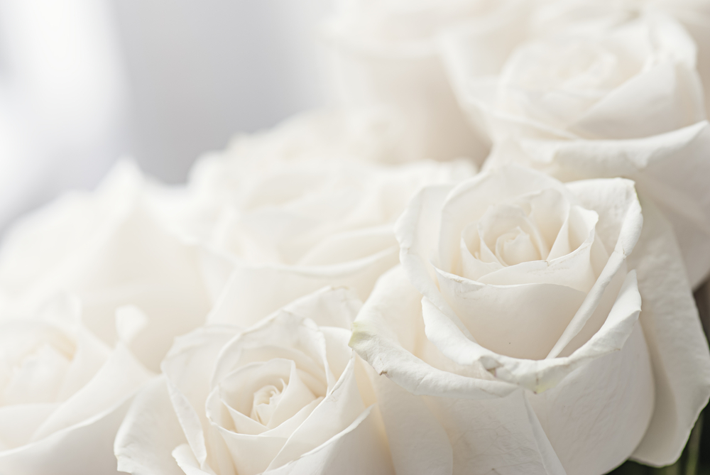 Comprendre l'histoire et la signification de la rose blanche : - Blog  FloraQueen FR