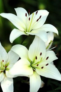 Lilia, najszlachetniejszy kwiat