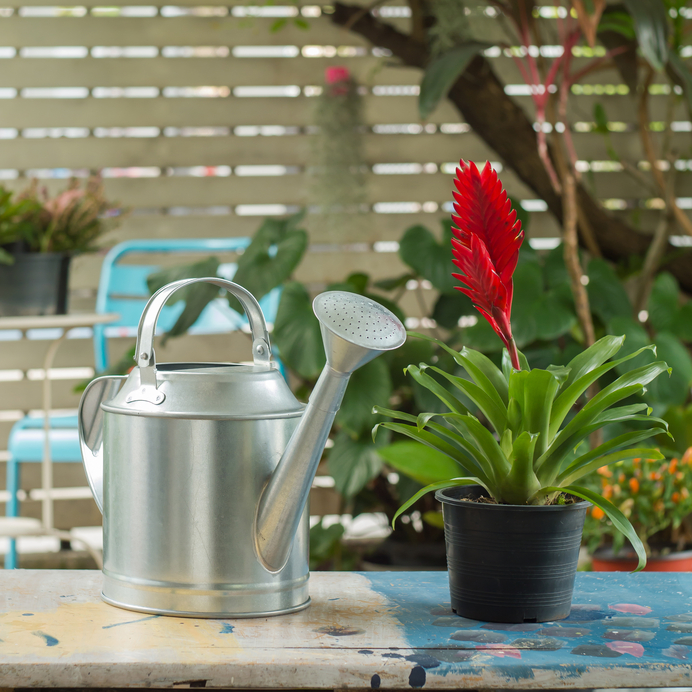 Watering can and Red Bromeliad Plant on a table