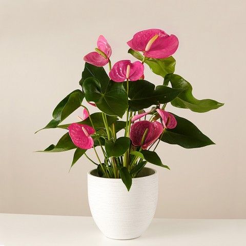 Product photo for Heart Beats: Anthurium Rosa