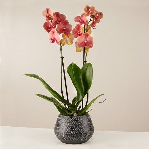 Product photo for Tygrysi pazur: Orchidea tygrysia