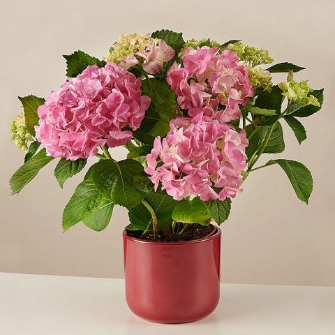 Des fleurs à profusion : l'hortensia rose