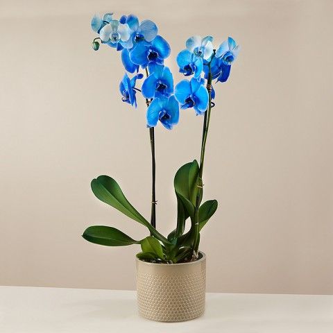 Product photo for Quiet Storm: Blue Orchid