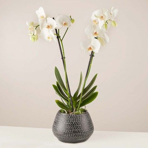 Product photo for Danse des flocons : Orchidée blanche