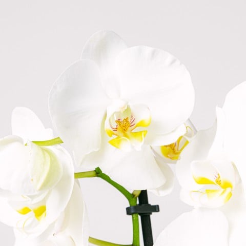 Danse des flocons : Orchidée blanche highlight Danse des flocons : Orchidée blanche highlight