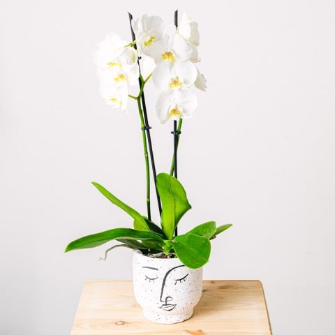 Danse des flocons : Orchidée blanche Danse des flocons : Orchidée blanche