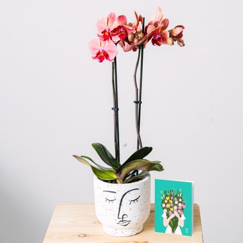Rayons de Bonheur : Orchidée, pot de fleurs et carte Rayons de Bonheur : Orchidée, pot de fleurs et carte